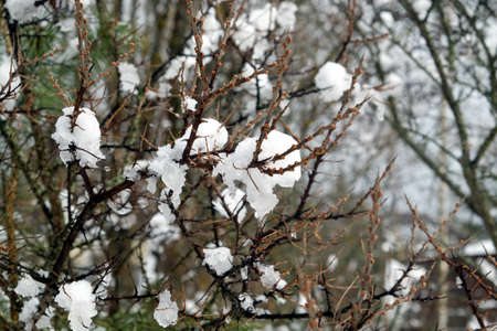 Melting snow flakes on long branches of dense sea buckthorn bushes with small buds in spring close-up viewの写真素材