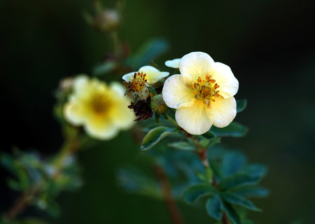 Shrub cinquefoil flowers on green bush deep in the garden closeup viewの写真素材