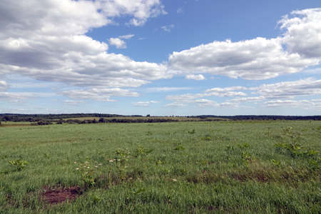 Fields and skies. Beautiful countryside landscape with green field, mixed forest at far and white clouds on blue sky in the midday on summer dayの写真素材