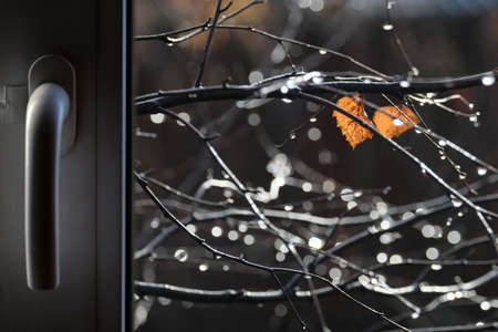 Indoor view from closed plastic window to the bare tree branches with many raindrops raindrops on the autumn dayの写真素材