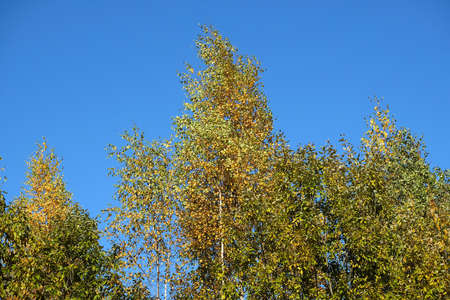 Calm early autumn day. Light yellow and green leaves on the the tops of trees under gentle cloudless blue skyの写真素材