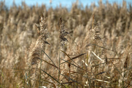 Lot of dry herbal plants and grass on the autumn field close-up viewの写真素材