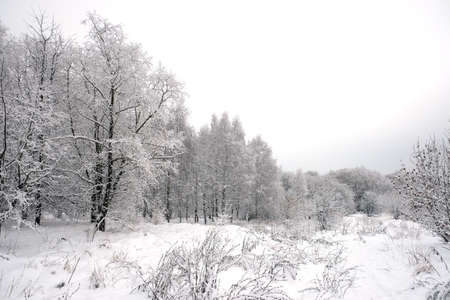 Landscape on the edge of the snowy forest with many snow on tree branches at overcast winter dayの写真素材