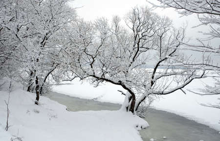Beautiful landscape with snowy trees at the edge of river running under ice at overcast winter dayの写真素材