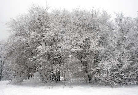 Beautiful winter edge of the forest with trees covered with clean white snow at overcast cloudy winter dayの写真素材