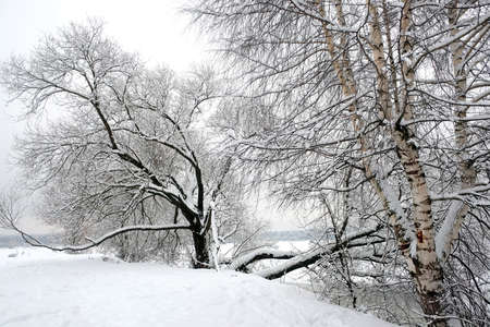 Beautiful landscape after snowfall with snowy trees of front at the edge of frozen river and the forest at far at gloomy winter dayの写真素材