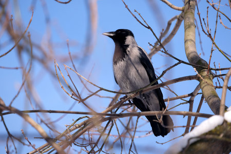 A large crow sits on tree branches in a winter forest against a blue sky close-up photoの写真素材