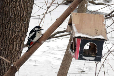 Spotted woodpecker near a handmade bird feeder in winter forest close-up viewの写真素材