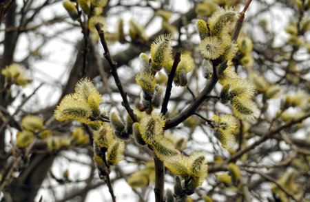 Many willow branches with bushy sprouts blossom in spring day in the forest closeupの写真素材