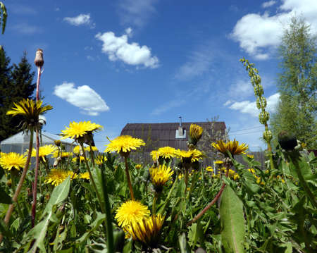 Lot of blooming yellow dandelions close-up bottom up view before beautiful countryside landscapeの写真素材