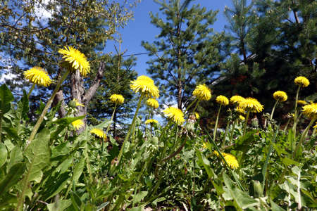 Blooming yellow dandelions close-up bottom up view before beautiful countryside landscape with mixed treesの写真素材