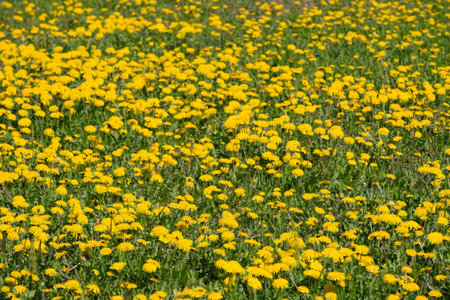 Lot of blooming yellow dandelions as flower carpet on bright sunny day closeup viewの写真素材