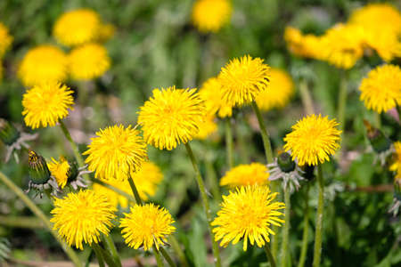 Blooming yellow dandelions on the field on bright sunny day closeup viewの写真素材
