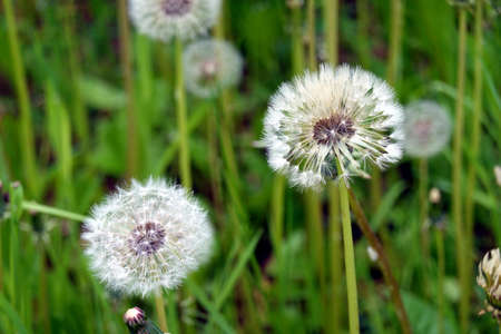 Closeup view of dandelions on long stems on the meadow against blur green natural backgroundの写真素材