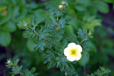 Shrub cinquefoil flower on green bush deep in the garden on blur background close up viewの写真素材