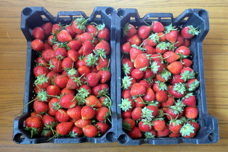 Crop of red ripe strawberries collected in two plastic crates on wooden background top view close upの写真素材