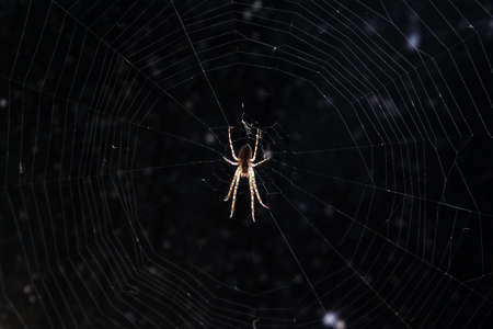 Spider on the web on dark background outdoors front view close up