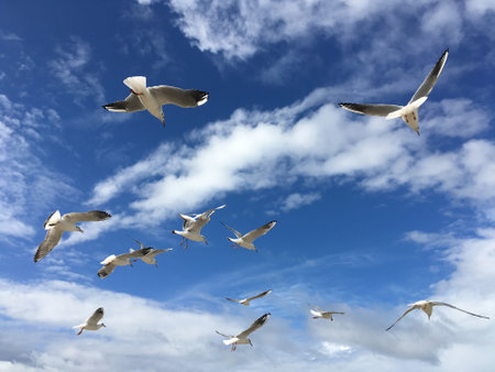 Lot of wild seagulls chaotic flying in the blue sea sky with white clouds on Baltic sea mobile photo horizontal viewの写真素材