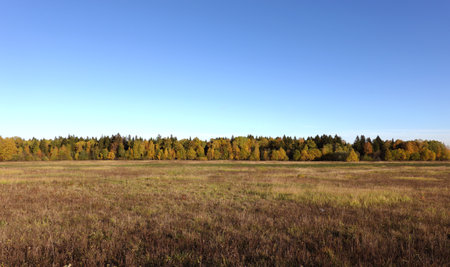Calm panoramic countryside fall landscape with field and the forest on horizon under clear cloudless blue sky in color paintsの写真素材