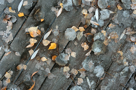 Natural background from frozen leaves on wood flooring top view close upの写真素材