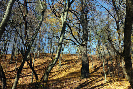 Rural landscape with hill in the park with oaks and other trees and yellow fallen leaves on the ground in golden autumn periodの写真素材