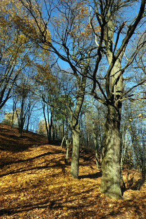 Rural landscape with hill in the park with oaks and other trees and yellow foliage on the ground in golden autumn periodの写真素材