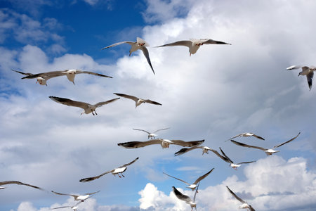 Lot of wild seagulls chaotic flying in the blue sea sky with white clouds horizontal viewの写真素材