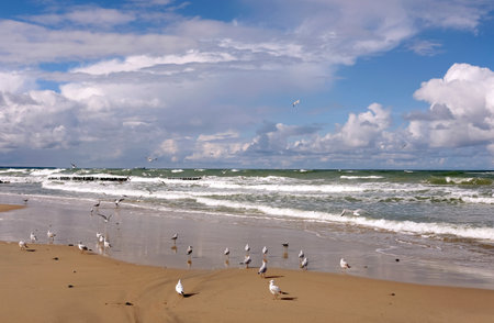 Seascape with foamed sea surf under heavy cumulonimbus on the sky till horizon and some seagulls on the sand beachの写真素材