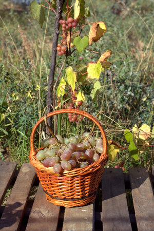 Ripe red grape crop in brown wicker basket on wooden table against branches with growing grape outdoor. vertical view close upの写真素材