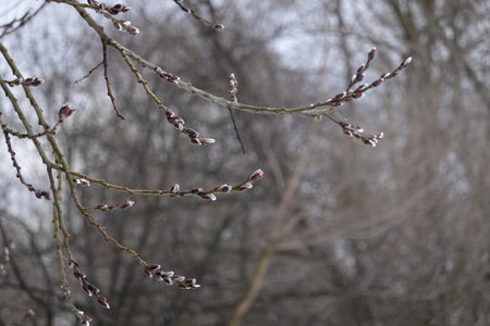 Willow branches with few bud sprouts blossom in soft calm colors in overcast spring day in the forest close upの写真素材