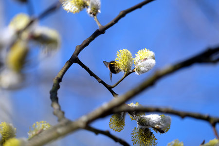 Furry bumblebee on blossom willow branch with bushy sprouts in bright spring day close up viewの写真素材