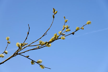 Willow branch with young yellow fluffy sprouts blossom against cloudless blue sky in spring day close upの写真素材