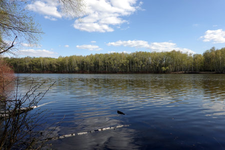 Calm countryside landscape with forest near the water and birch trunks in the water near the coast spring dayの写真素材