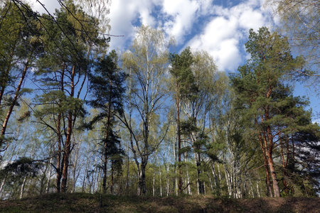 Landscape with pines and birches tree on the hill view bottom to upの写真素材