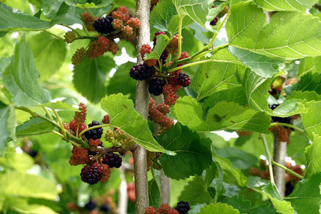Black mulberry berries ripen on a tree among green leaves, close up viewの写真素材
