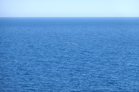 Azure sea surface with small waves till skyline and string of seagulls above water in clear cloudless skyの写真素材