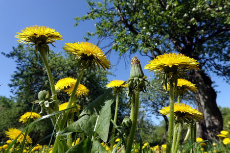 Blooming yellow dandelions view close up bottom up view against beautiful countryside landscape in sunny dayの写真素材