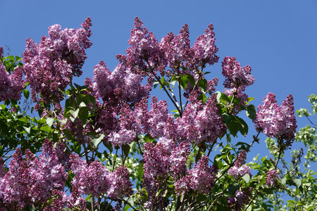 Dense violet flowers on lilac shrub top branches in bright, sunny cloudless dayの写真素材