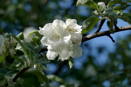 Dense apple tree branches with single blooming white flowers close up view in spring day under cloudless blue skyの写真素材
