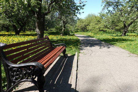 City park with blossoming apple trees in sunny day with walkway and brown bench on the left sideの写真素材
