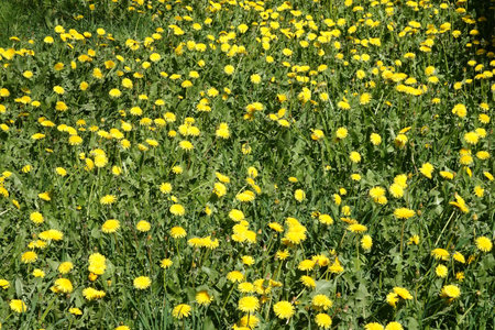 Lot of blooming yellow dandelions on green field as natural background front view closeupの写真素材