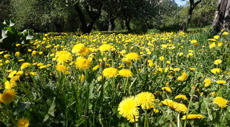 Lot of blooming yellow dandelions on green field as natural background panoramic front view closeupの写真素材