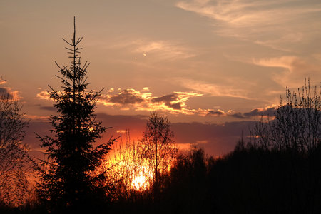 Rural landscape with soft colorful crimson sunset through trees silhouettes in the eveningの写真素材