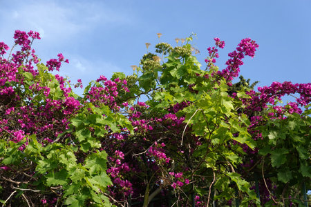 Dense liana bougainvillea and vines against blue cloudless sky close up viewの写真素材