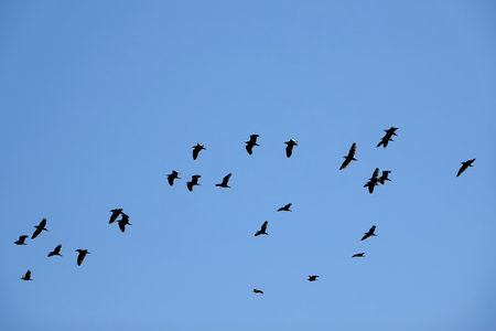 silhouettes of many free flying black crows in the flock in the cloudless blue skyの写真素材