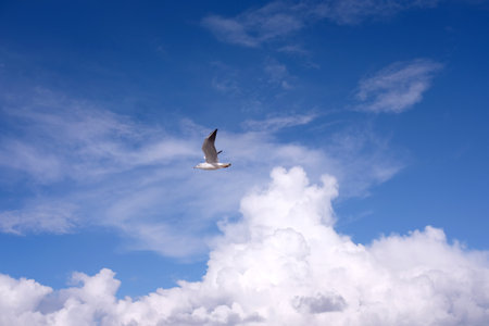 Wild seagull flying high in the blue sky with white clouds in sunny dayの写真素材
