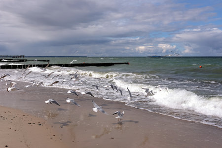 Seascape with storm sea waves with foam under heavy cumulonimbus on the sky till horizon and flying seagulls near coastlineの写真素材