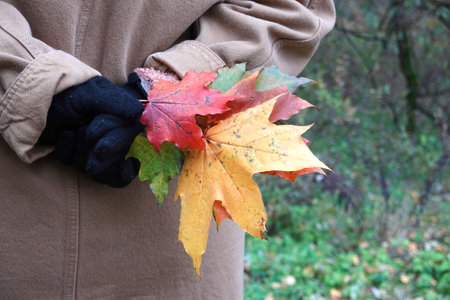 Woman worn in autumn cotton coat and gloves holds behind back bouquet from colorful maple leaves close-up view outdoorsの写真素材