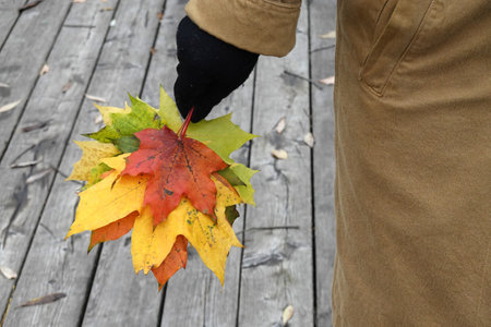 Woman worn in autumn cotton coat and gloves holds bouquet from colorful maple leaves against wooden floor background surface close-up view outdoorsの写真素材