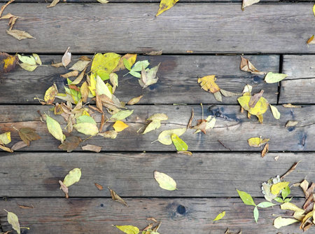 Some dry foliage on wooden boards surface as background top viewの写真素材